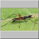 Micropeza corrigiolata - Stelzfliege 01 5mm.jpg